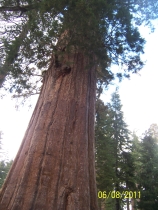 Sequoia -Yosemite 6-2011 109