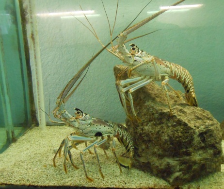 Florida Spiny Lobster seen in aquarium along Florida's coastline.