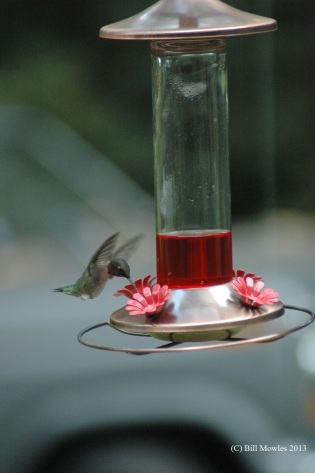 Hummingbird getting a drink for nourishment.