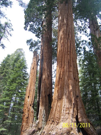 Yosemite Giant Sequoia Trees