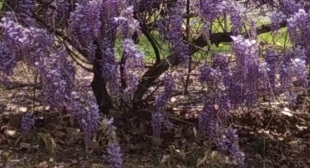 Wisteria blooming vine close up