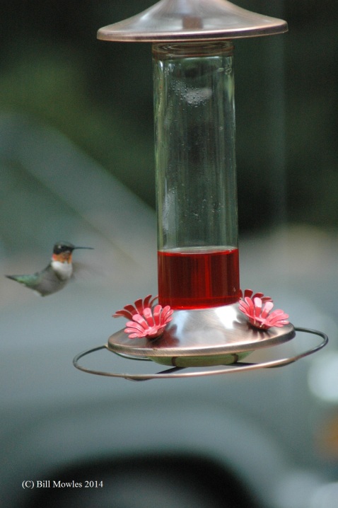 hummingbird-at-feeder-c