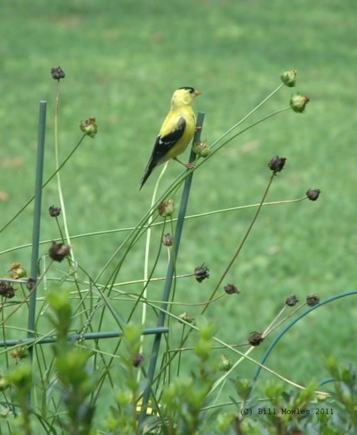 used-birds-american-goldfinch-c