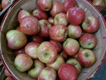 carvers-orchard-10-2016-apple-basked