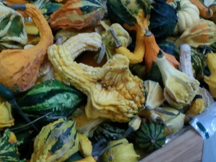 carvers-orchard-10-2016-winged-gourds
