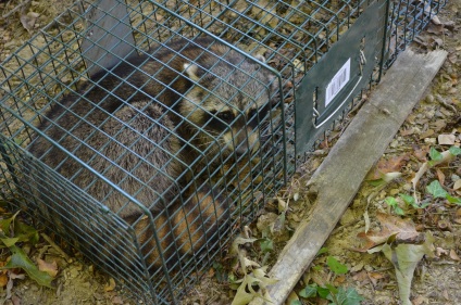 Racoon in overturned trap