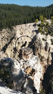 Grand Canyon of the Yellowstone River with raven on spire circled