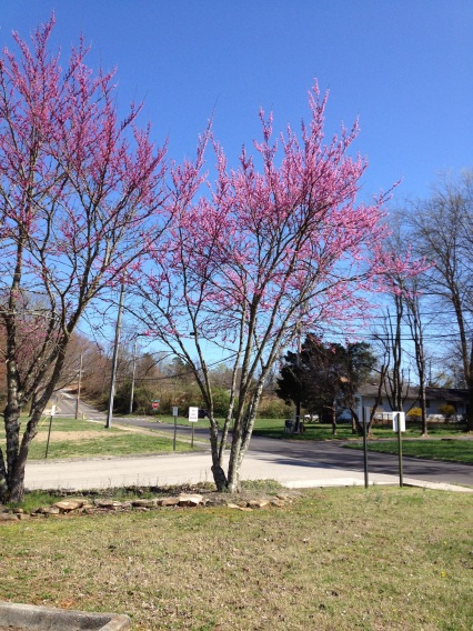 Blooming trees in spring