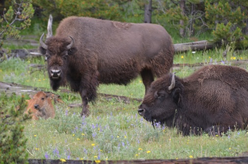 Bison family relaxing