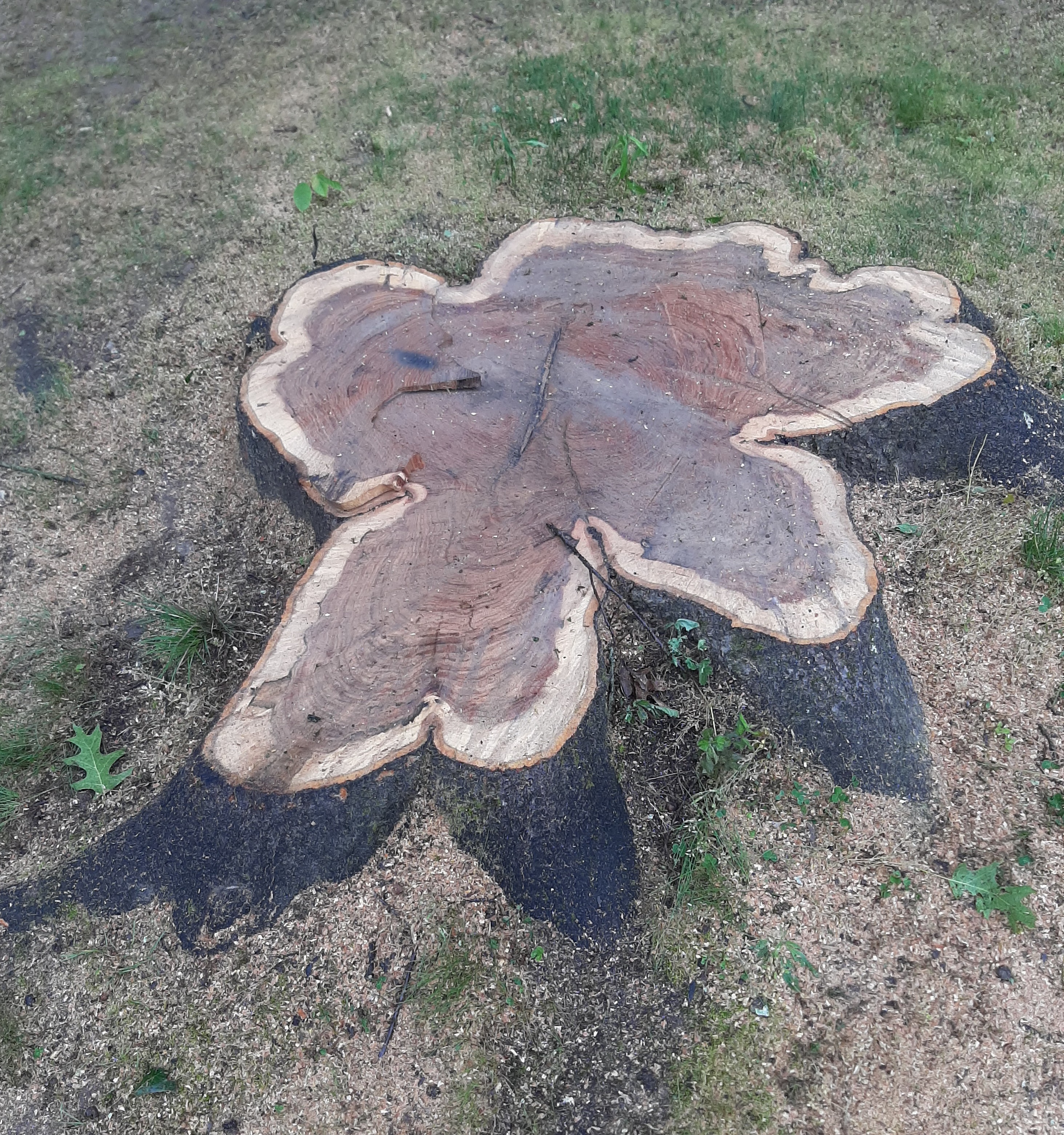 The stump of our aged tree